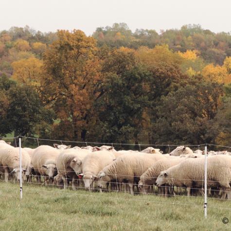 Sheep QuikFence® 6/35/24