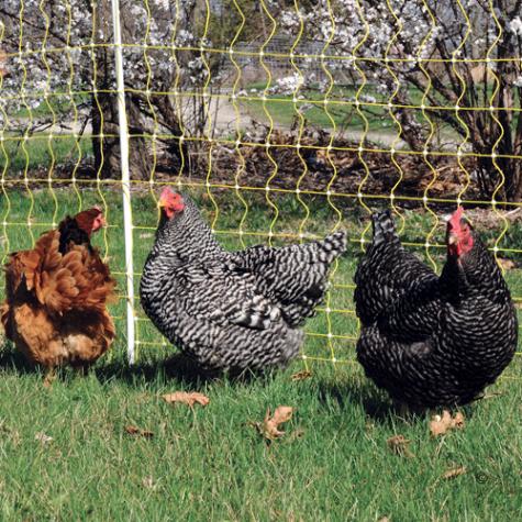 Chicken Net 11/42/3