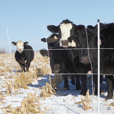 Cattle QuikFence® 4/48/24