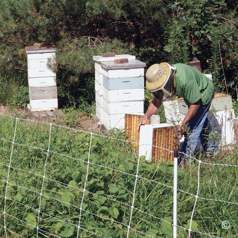 Beehive Protection – ElectroNet® (Standard, Plus & Pro) 9/35/12 Electric Netting