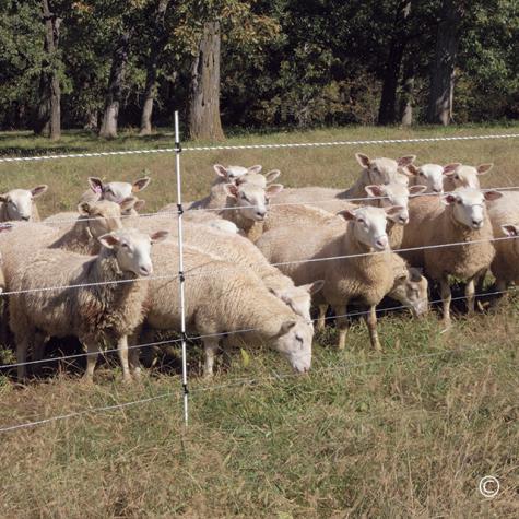 Multi-Strand Fences without Reels