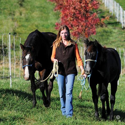 Horse QuikFence® 4/48/24