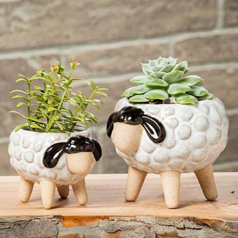 Succulents not included