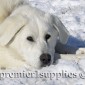 Sheep dog