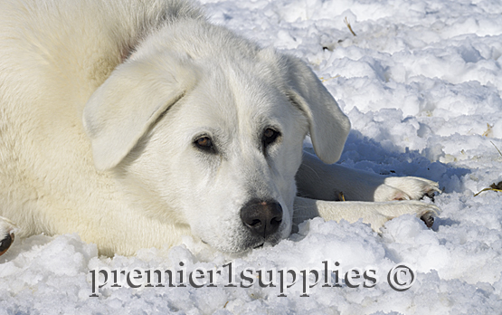 If you guarded sheep all day and night, you'd like a break too!