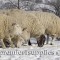 Premier ewes searching for stockpiled forage in January 2007. Our wooled ewes spend the winter outdoors, eating stockpiled forage and eventually baleage. 