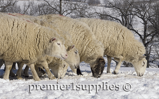 Premier ewes searching for stockpiled forage in January 2007. Our wooled ewes spend the winter outdoors, eating stockpiled forage and eventually baleage. 