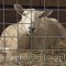 A ewe resting in a lambing jug at Premier.  