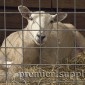 A ewe resting in a lambing jug at Premier.