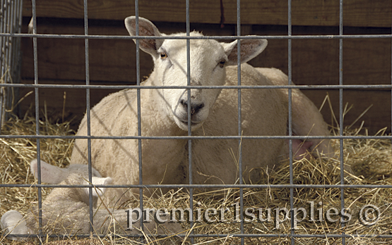 A ewe resting in a lambing jug at Premier.  