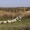 Premier’s flock trailing through a piece of former CRP ground. 