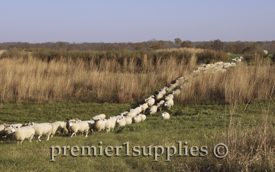 Premier’s flock trailing through a piece of former CRP ground. 