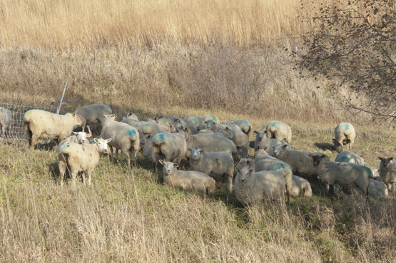 You know full well that we plan to eat the green and leave the brown? What do you think we are, goats?