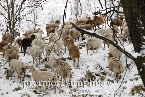 Migrating south for the winter. Well, at least until the fenceline stops them. 