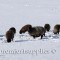 Our Black Welsh flock hard at work finding stockpiled forage beneath the snow. 