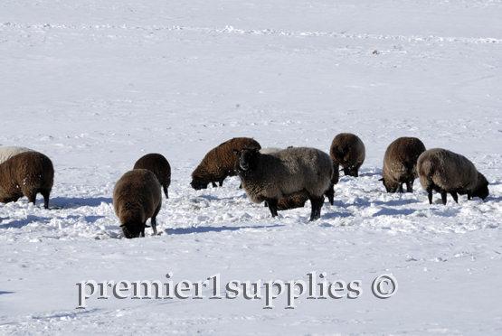 Our Black Welsh flock hard at work finding stockpiled forage beneath the snow. 