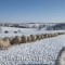 As the ewes enjoy their dinner, the faithful guard dog keeps an eye on the horizon. 