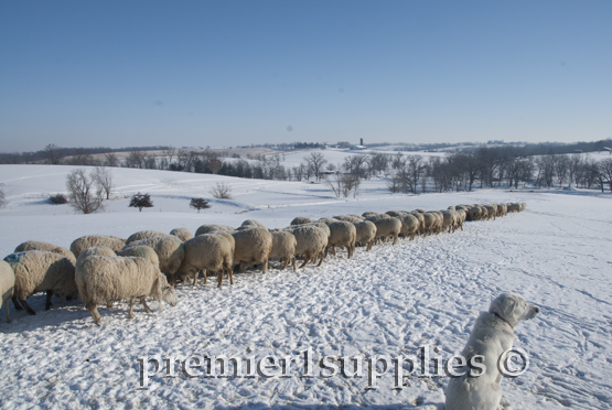 As the ewes enjoy their dinner, the faithful guard dog keeps an eye on the horizon. 