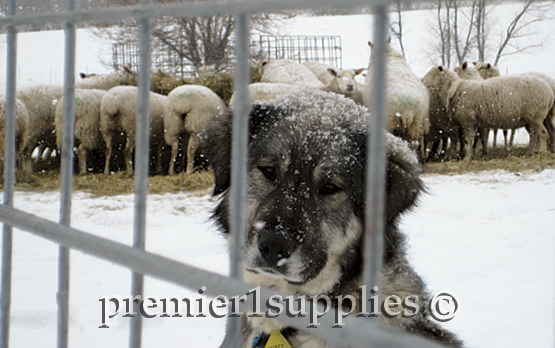 Grizzie, one of Premier's more experienced guards protecting her hungry ewes.