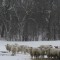 Despite the snowfall, the ewes patiently await their dinner. It's a good thing they have thick wool coats to keep them warm. 