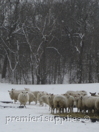 Despite the snowfall, the ewes patiently await their dinner. It's a good thing they have thick wool coats to keep them warm. 