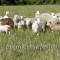 Our hair cross flock kindly trimming down the forage in our pasture. 