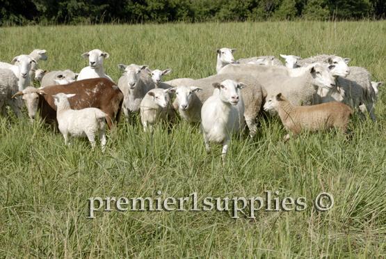 Our hair cross flock kindly trimming down the forage in our pasture. 