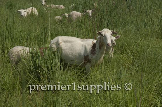 A hair cross ewe trailblazing for her following twins. 