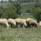 Premier's ewe flock overlooking the northeast portion of the farm. 