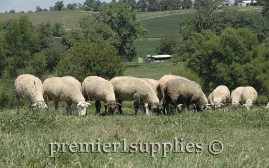 Premier's ewe flock overlooking the northeast portion of the farm. 