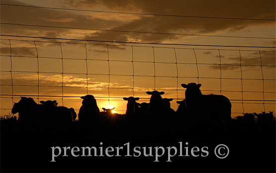 Premier's flock at sunrise. One of our employee's arrived early one morning and quickly took advantage of this photo opportunity. 