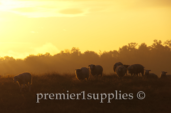 Coming in from a busy day of grazing with the sunset on their backs. 