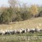 The flock catching the last of the days warm rays of sunshine. 