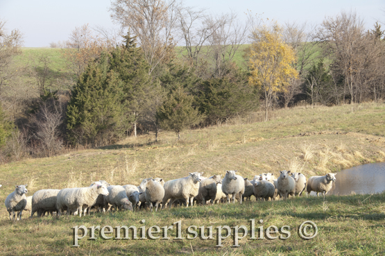 The flock catching the last of the days warm rays of sunshine. 