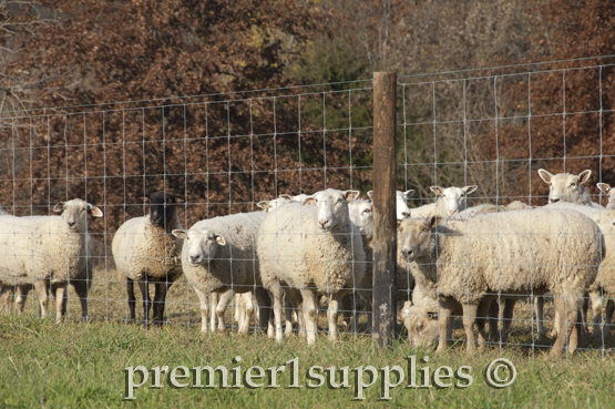 In this case the grass does indeed appear to be greener on the other side. The flock has noticed this tidbit as well. 