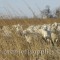 Part of our ewe-flock enjoying a late winter's day in some former CRP ground. 