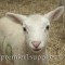 Newborn lamb with his Sprayline 