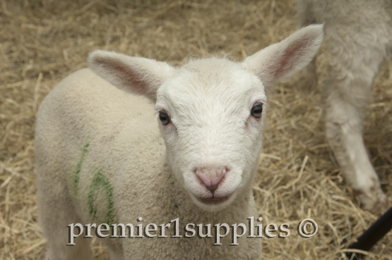 Newborn lamb with his Sprayline 