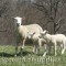 A Border Leicester/Ile de France ewe taking her twins on a stroll through the pasture. 