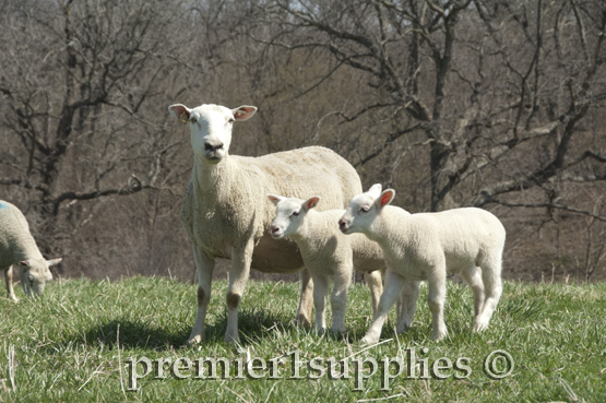 A Border Leicester/Ile de France ewe taking her twins on a stroll through the pasture. 