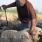 Premier consultant Gordon S with his Great Pyrenees guardian and Ile De France flock.   