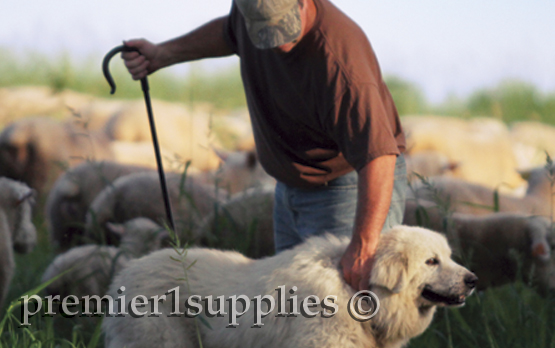 Premier consultant Gordon S with his Great Pyrenees guardian and Ile De France flock.   