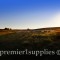 Wooled ewe lambs on Premier’s North Farm one early fall morning. These ewes are mostly of a Border Leicester Ile De France mix. 