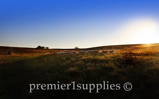 Wooled ewe lambs on Premier’s North Farm one early fall morning. These ewes are mostly of a Border Leicester Ile De France mix. 