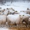 Premier’s wool flock on the home farm. These ewes were bred to terminal sires starting October 30th. They wintered outdoors and were fed baleage. 