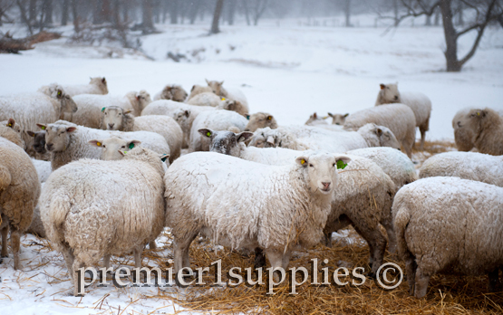 Premier’s wool flock on the home farm. These ewes were bred to terminal sires starting October 30th. They wintered outdoors and were fed baleage. 