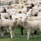 Lambs in the handling yards.