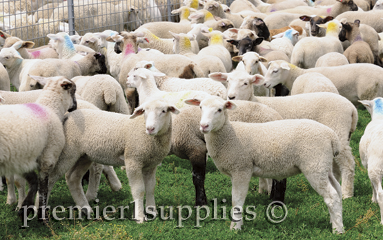 Lambs in the handling yards.