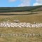 Using a 4 wheeler and dogs to move sheep in the hills of south Scotland.