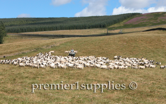 Using a 4 wheeler and dogs to move sheep in the hills of south Scotland.